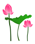 粉色清新水墨插画荷花荷叶中国风