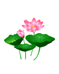 美丽的粉色荷花插画
