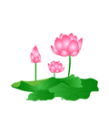 粉色荷花插画