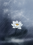 雨夜的一只莲花