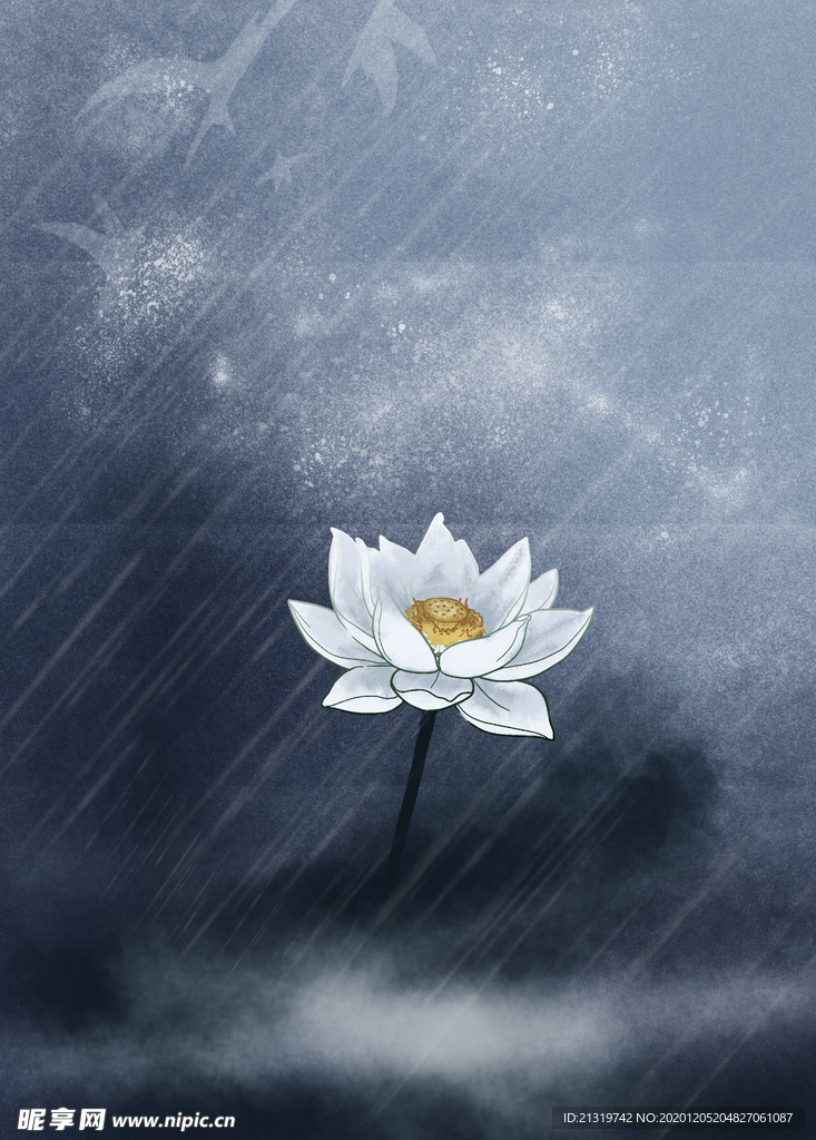 雨夜的一只莲花