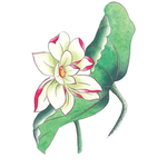 白色莲花荷叶插画