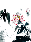 中国风莲花插画