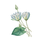 莲花插画