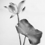中国风水墨莲花插画