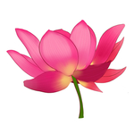荷花插画素材