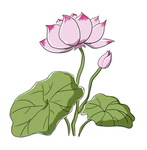 手绘荷花素材