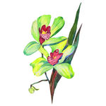 叶子花