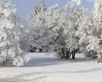 雪压树枝图片