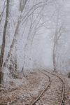 雪压树枝图片