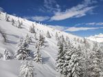 雪压树枝图片