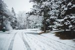 雪压树枝图片