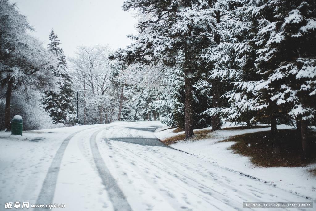 雪压树枝图片