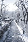 雪压树枝图片