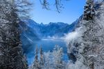 雪压树枝图片