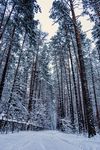 雪压树枝图片