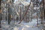 雪压树枝图片