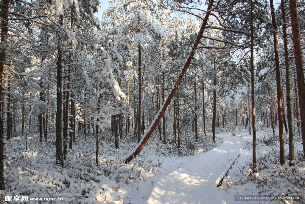 雪压树枝图片