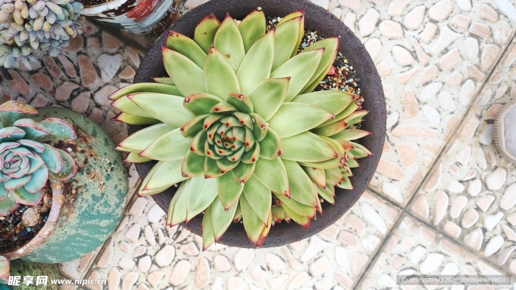 多肉 植物 多肉植物 盆栽 绿