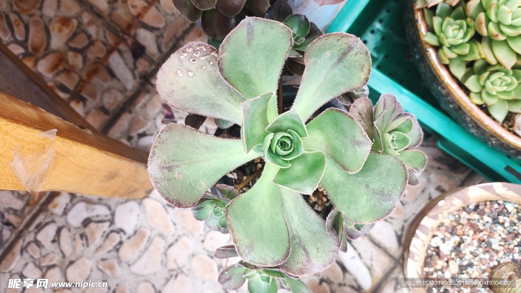 多肉 植物 多肉植物 盆栽 绿
