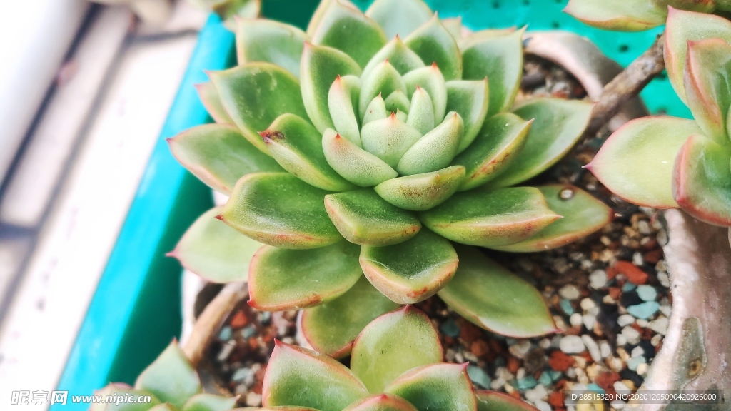 多肉 植物 多肉植物 盆栽 绿