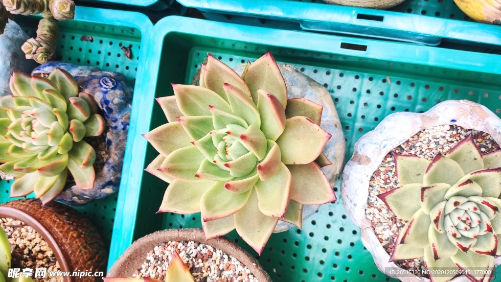 多肉 植物 多肉植物 盆栽 绿