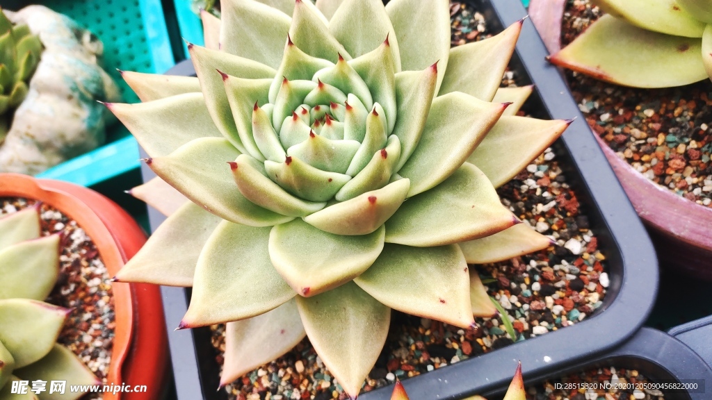 多肉 植物 多肉植物 盆栽 绿