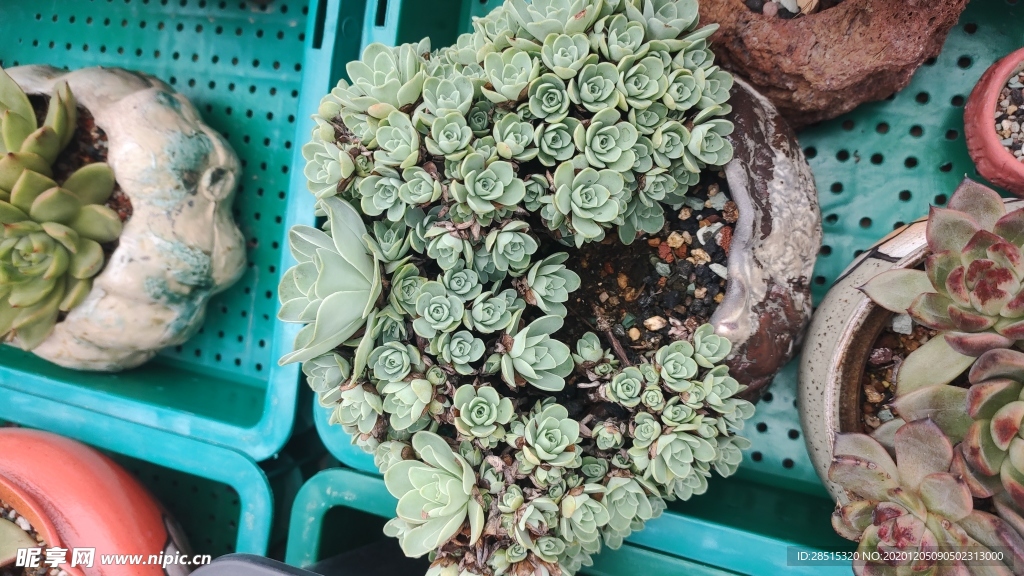 多肉 植物 多肉植物 盆栽 绿