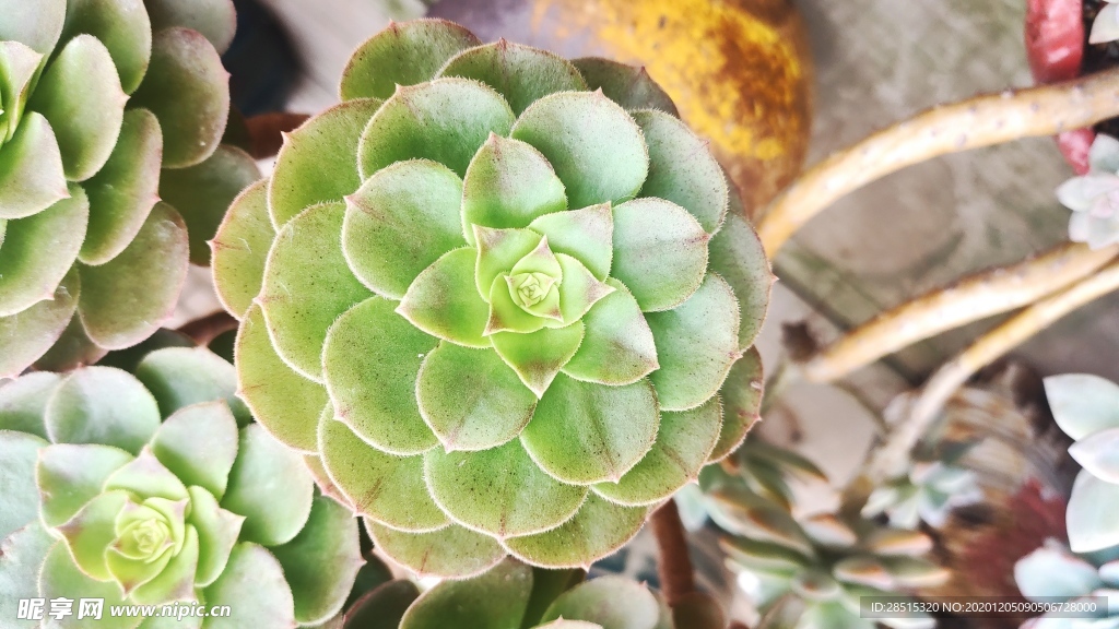 多肉 植物 多肉植物 盆栽 绿