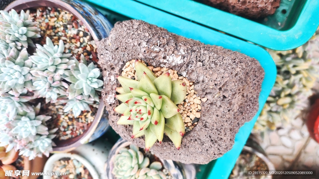 多肉 植物 多肉植物 盆栽 绿