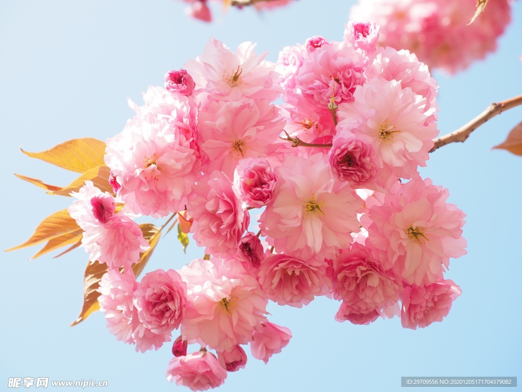 春季樱花