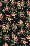 花朵