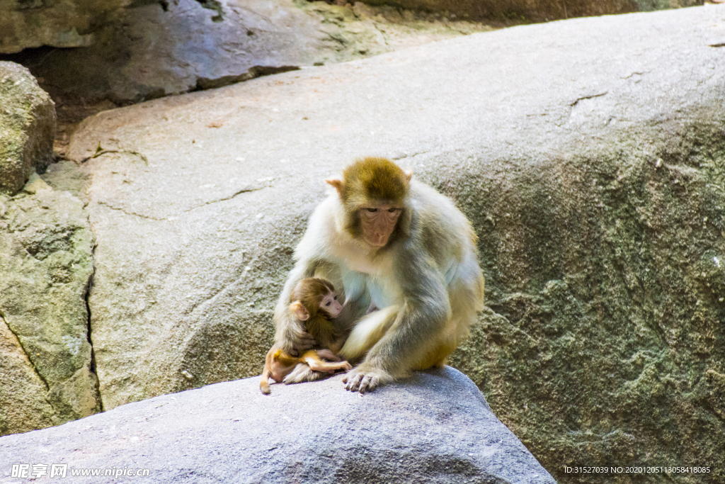 猴子妈妈和宝宝拍摄素材