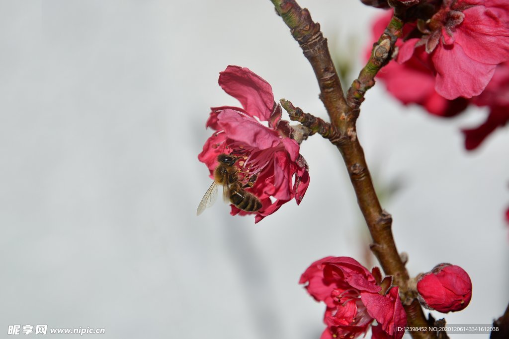 树枝上艳丽的桃花