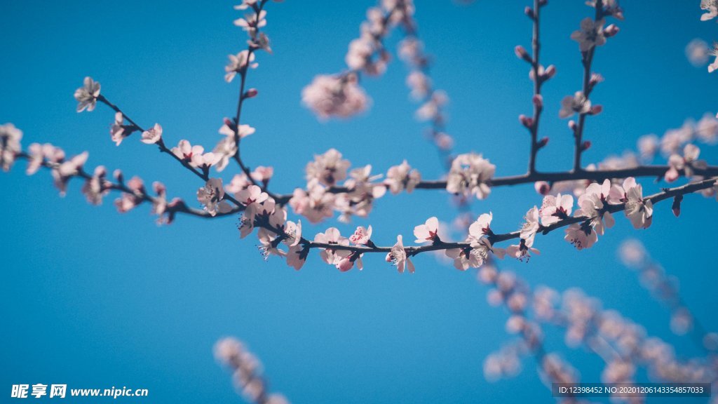 树枝上的桃花