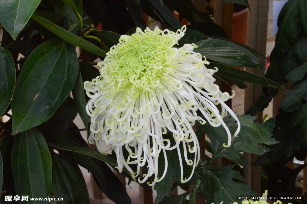 菊花