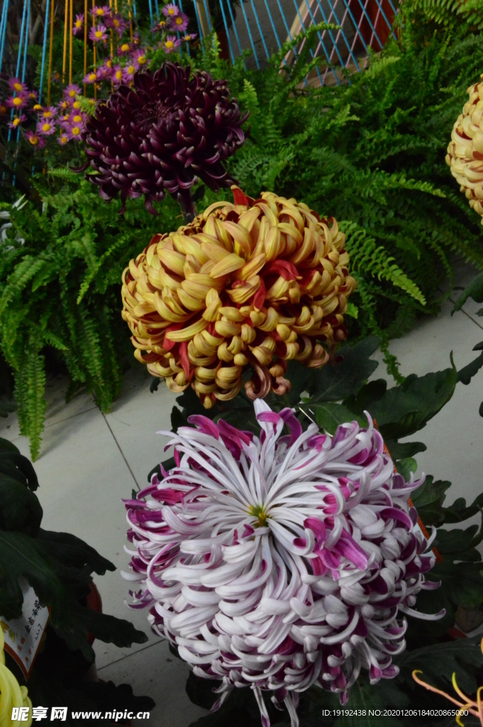 菊花