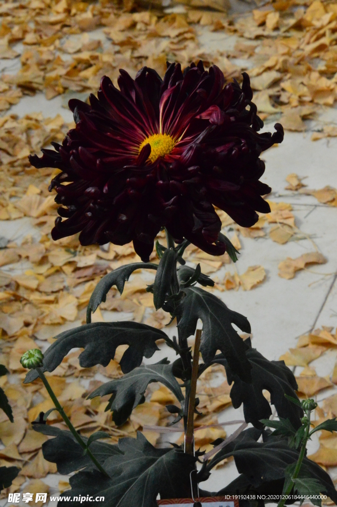 菊花