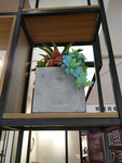 花卉
