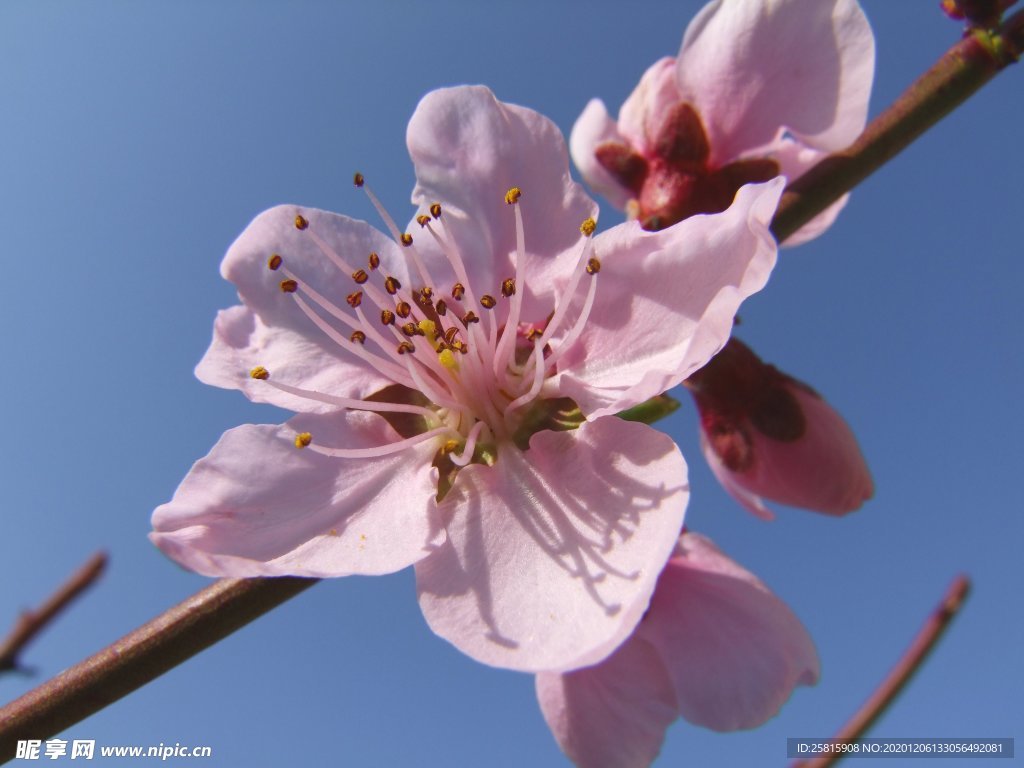 桃花