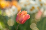 郁金香花