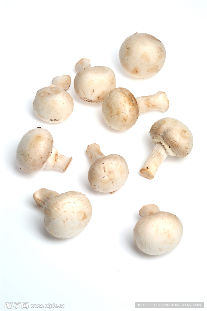 白蘑菇