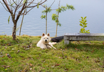 虎皮犬
