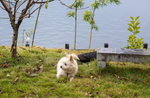 虎皮犬