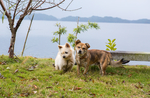 虎皮犬