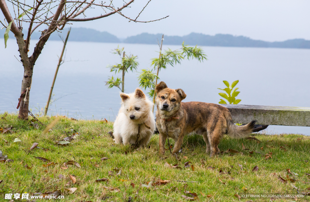 虎皮犬