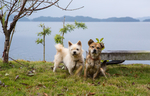 虎皮犬