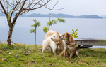 虎皮犬