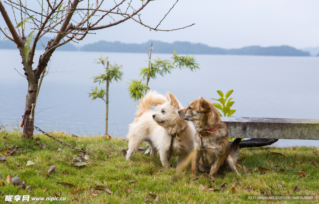 虎皮犬