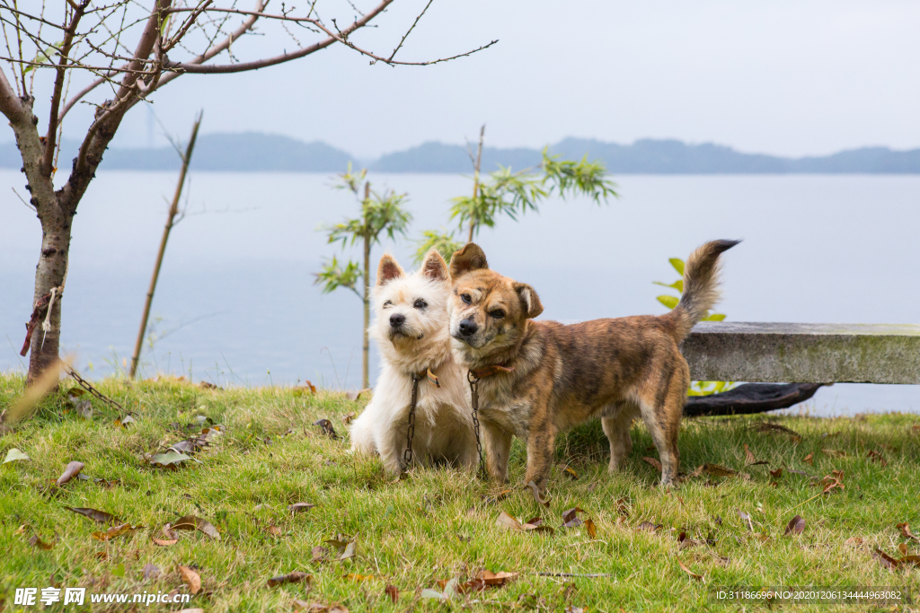 虎皮犬